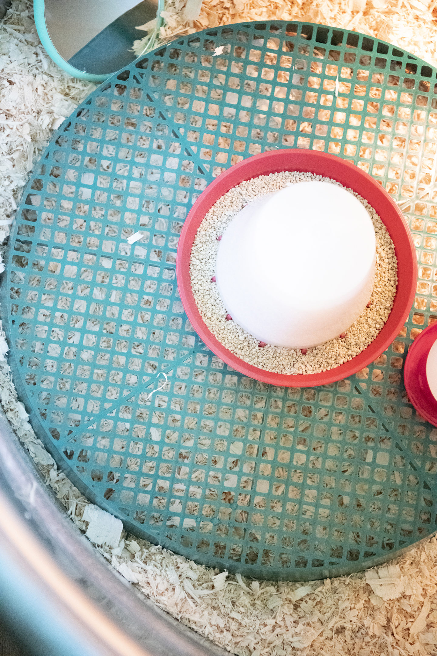 How to Set up a Brooder for Chicks