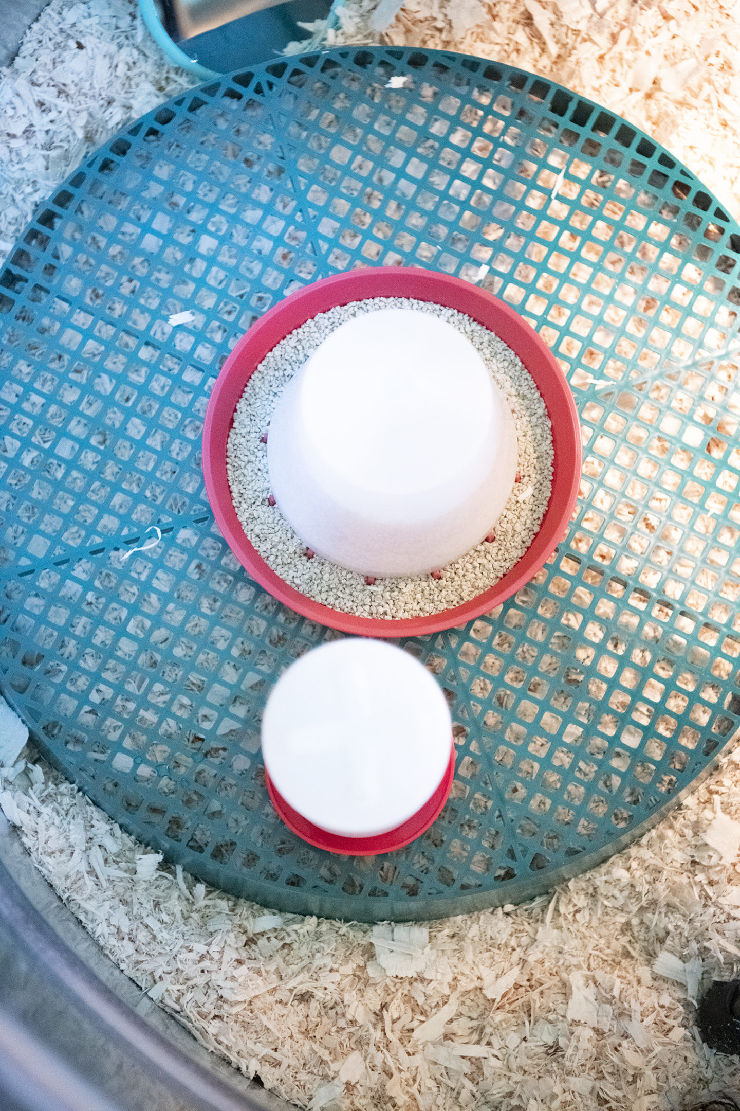 How to Set up a Brooder for Chicks: Why You Need a Chick Stand