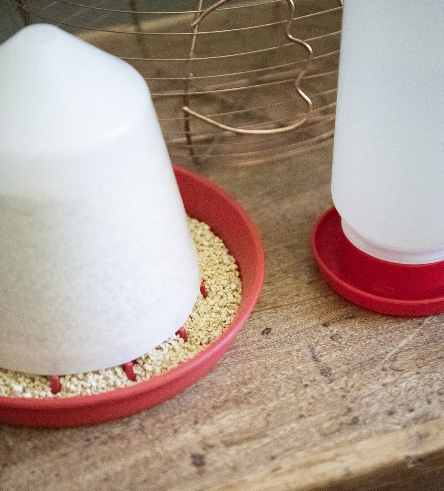 How to Set up a Brooder for Chicks: Chick Feeder and Waterer