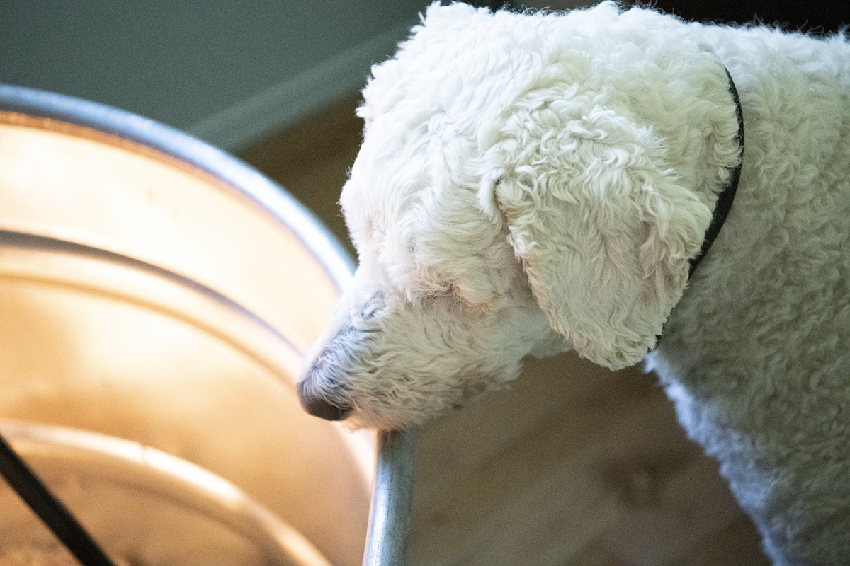 How to Set up a Brooder for Chicks - Keep Chicks Safe From Dogs