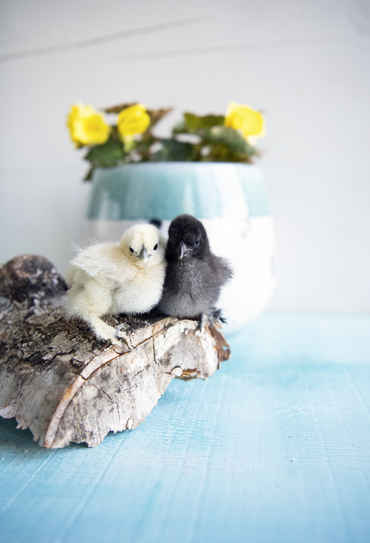 Are Silkie Chickens a Lot of Work?