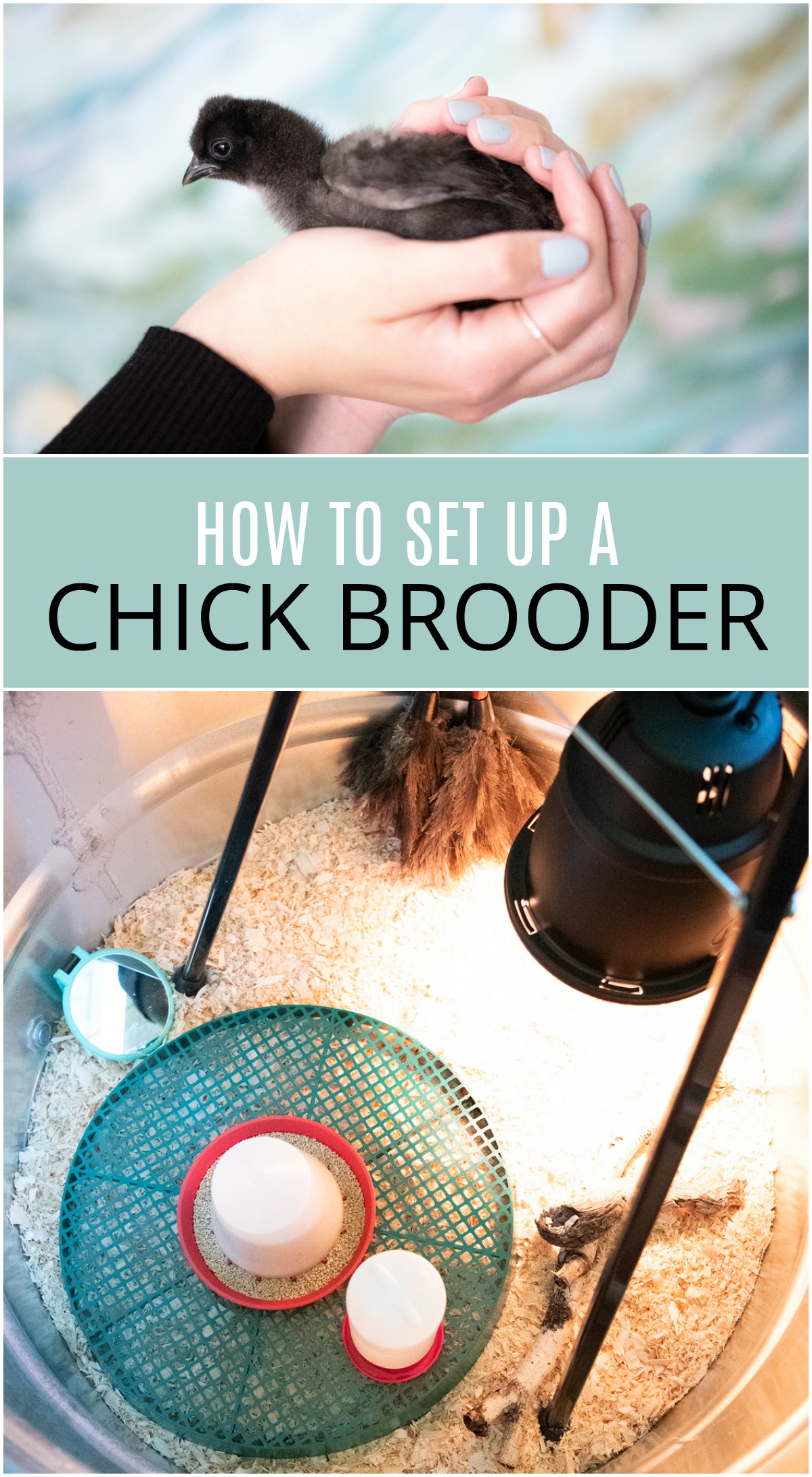 How to Set up a Brooder for Chicks. DIY Chick Brooder with Tips and Checklist. Learn Where to Put the Brooder, How to Make a Chick Brooder and What You'll Need to Raise Chicks