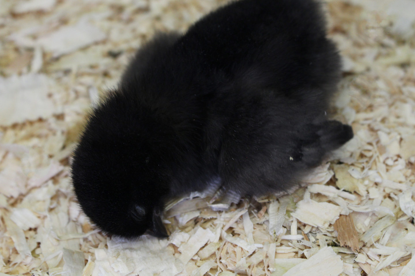 Black Ameraucana Chicks