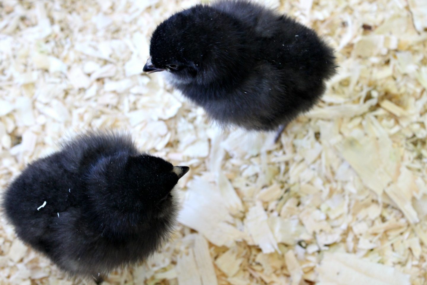 Black Ameraucana Chicks