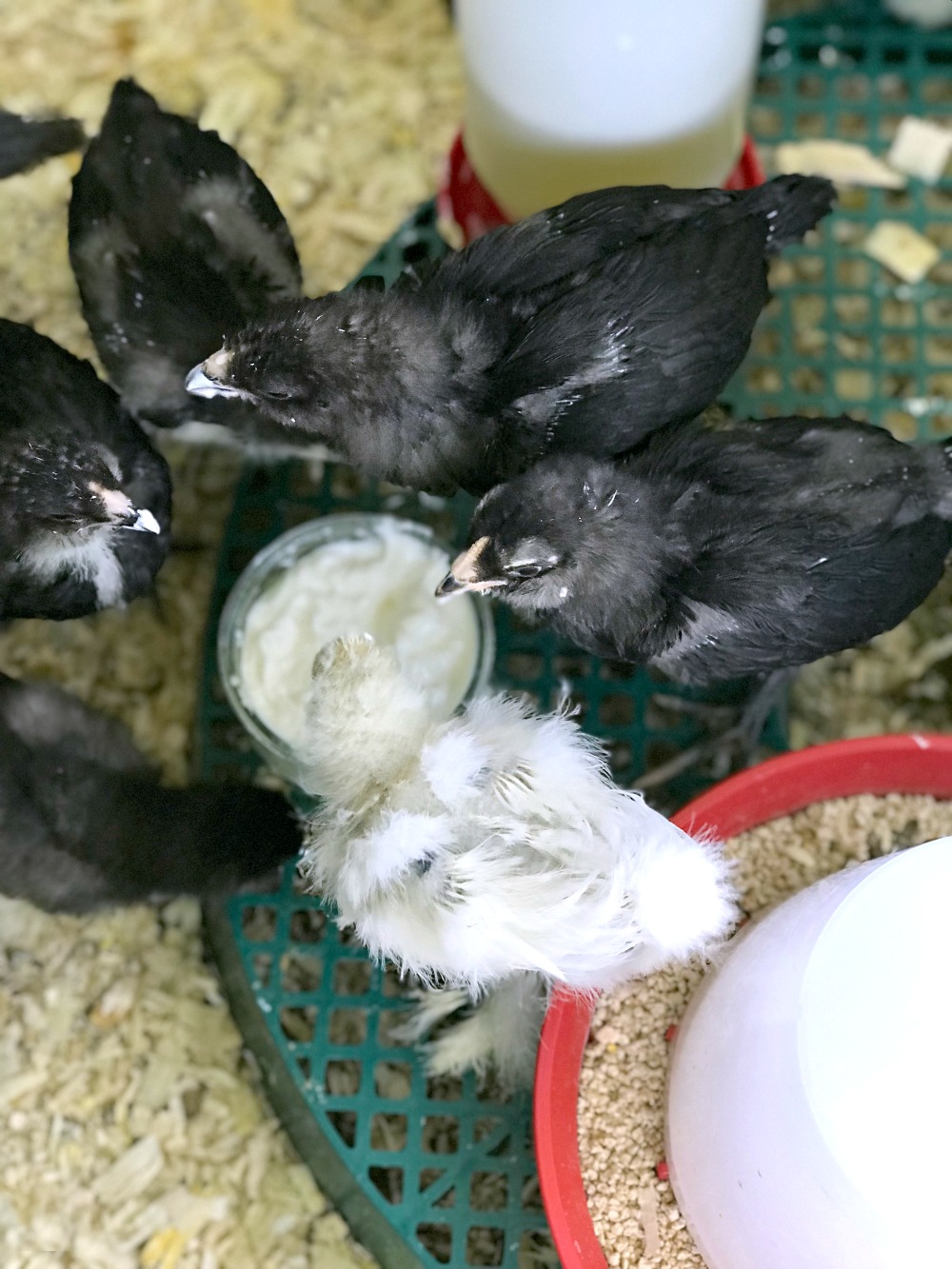 Chicks Eating Yoghurt