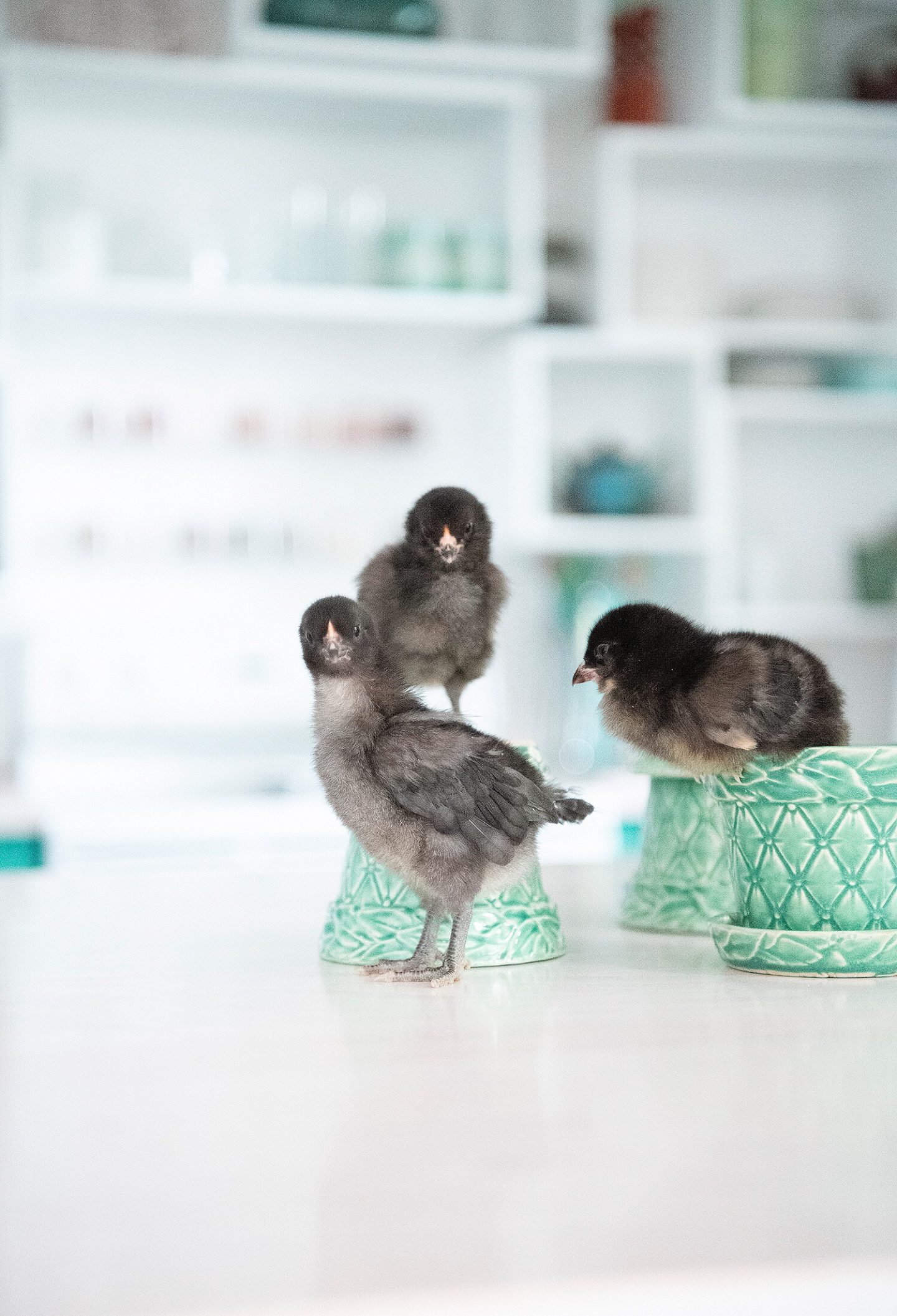 Australorp and Ameraucana Chicks