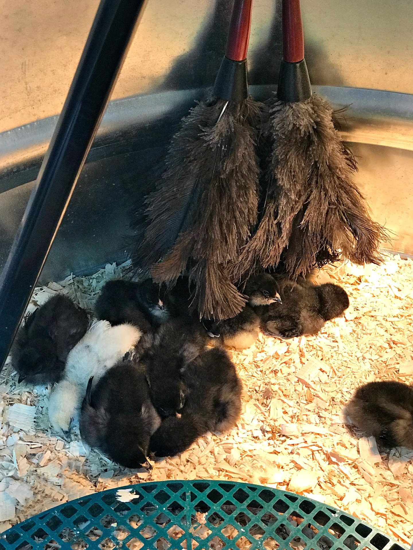 Feather Duster for Chick Brooder