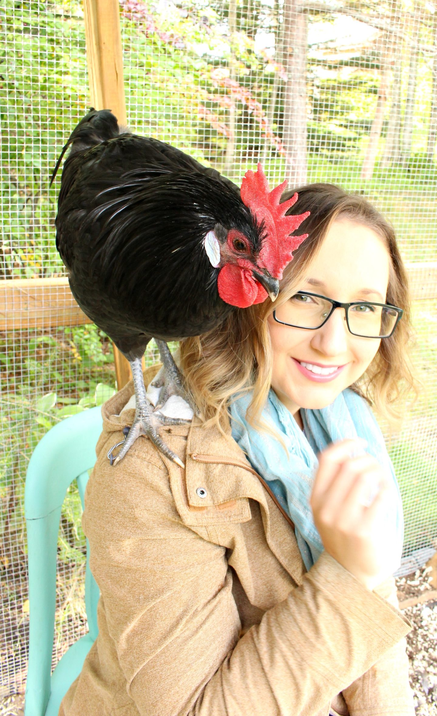 Tame and Gentle Rooster