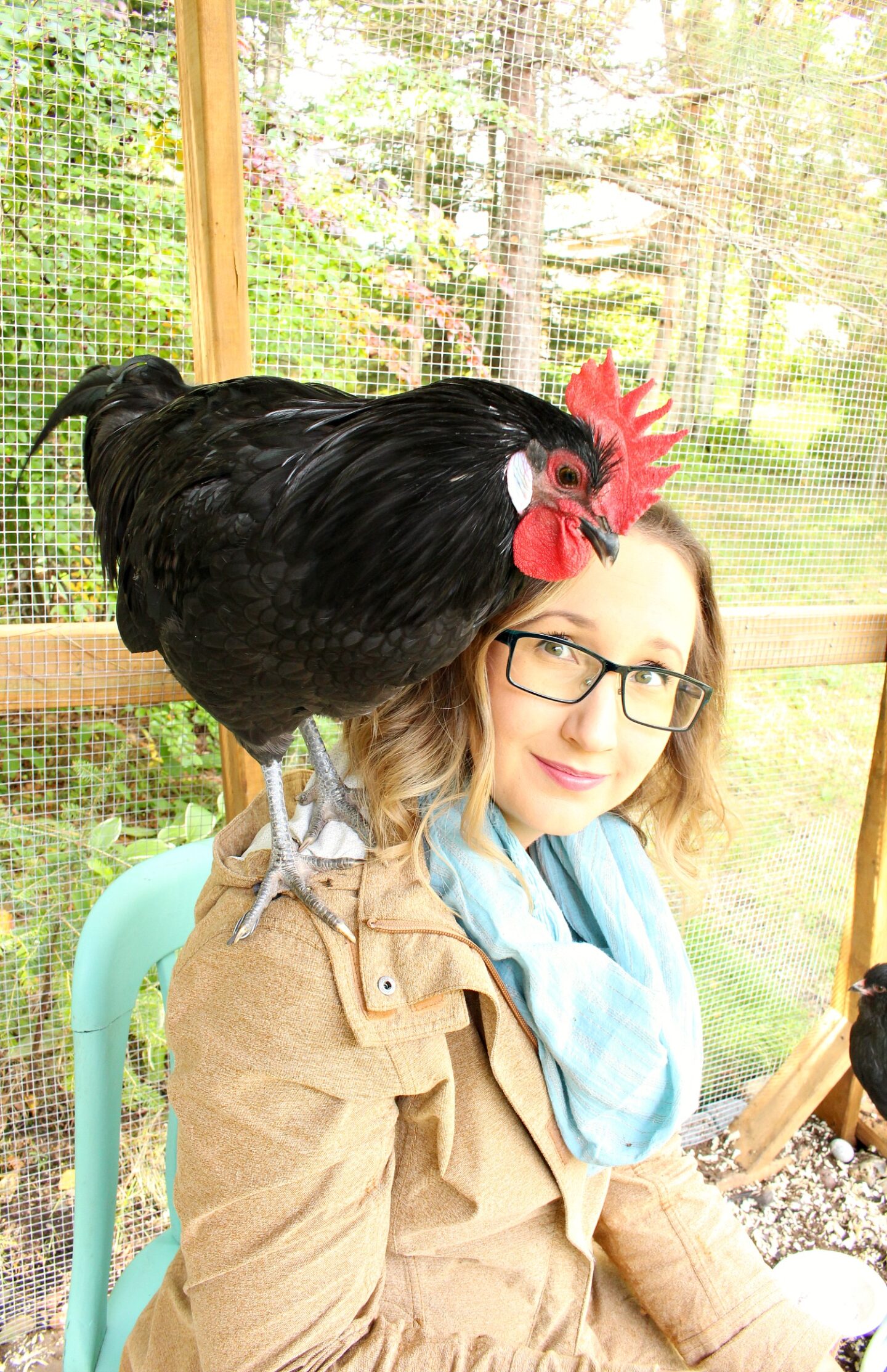 Re-Homing Roosters