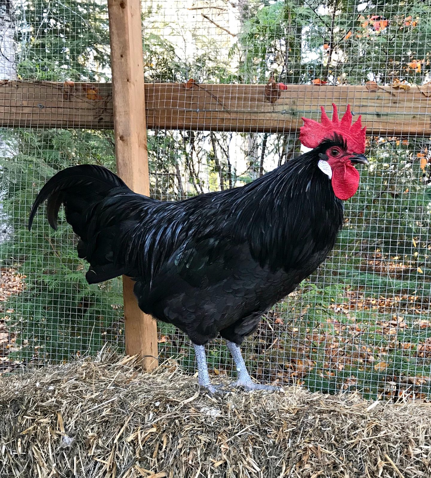 Black Australorp Rooster