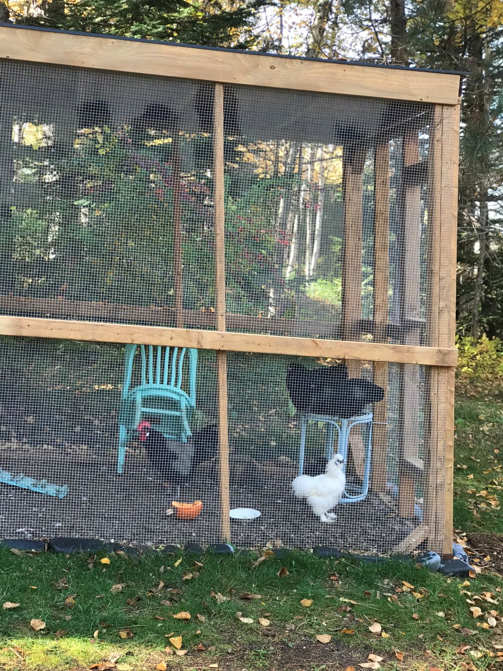 DIY Covered Chicken Run
