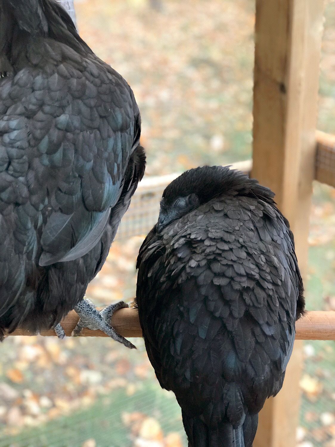 Jet Died Suddenly, My Sweet Ayam Cemani Hen