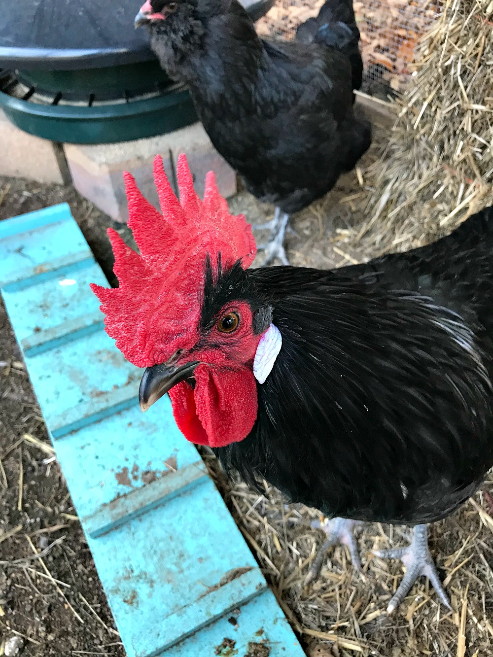 Australorp Rooster Ameraucana Hen