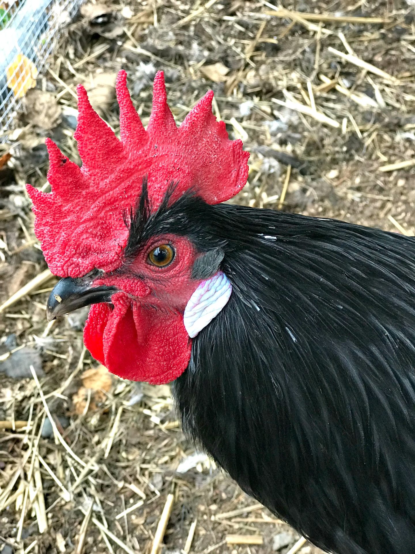 Beautiful Black Rooster