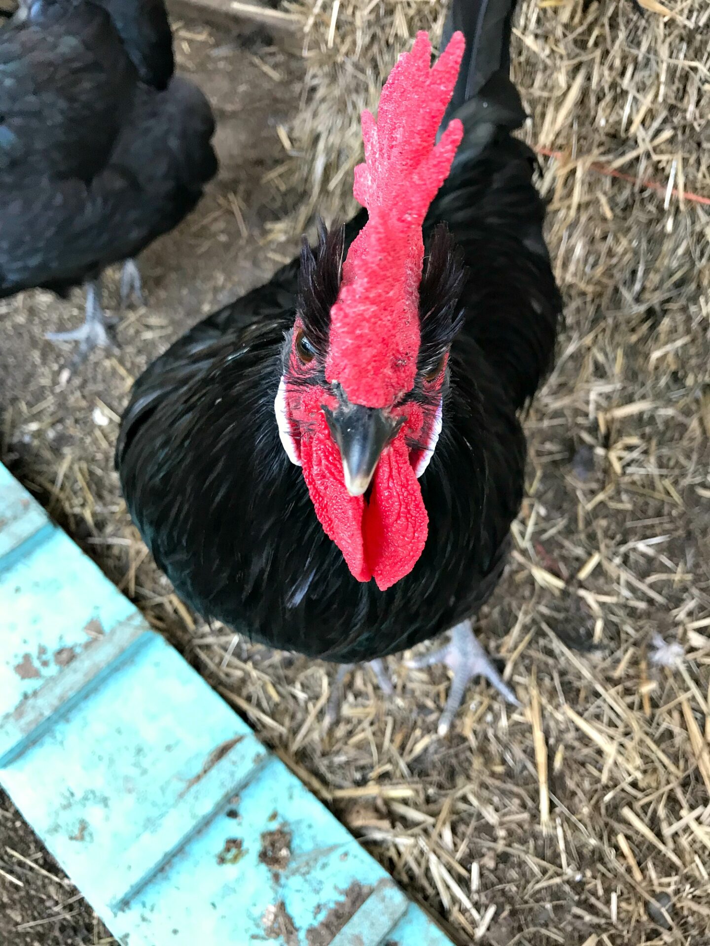 Good Rooster