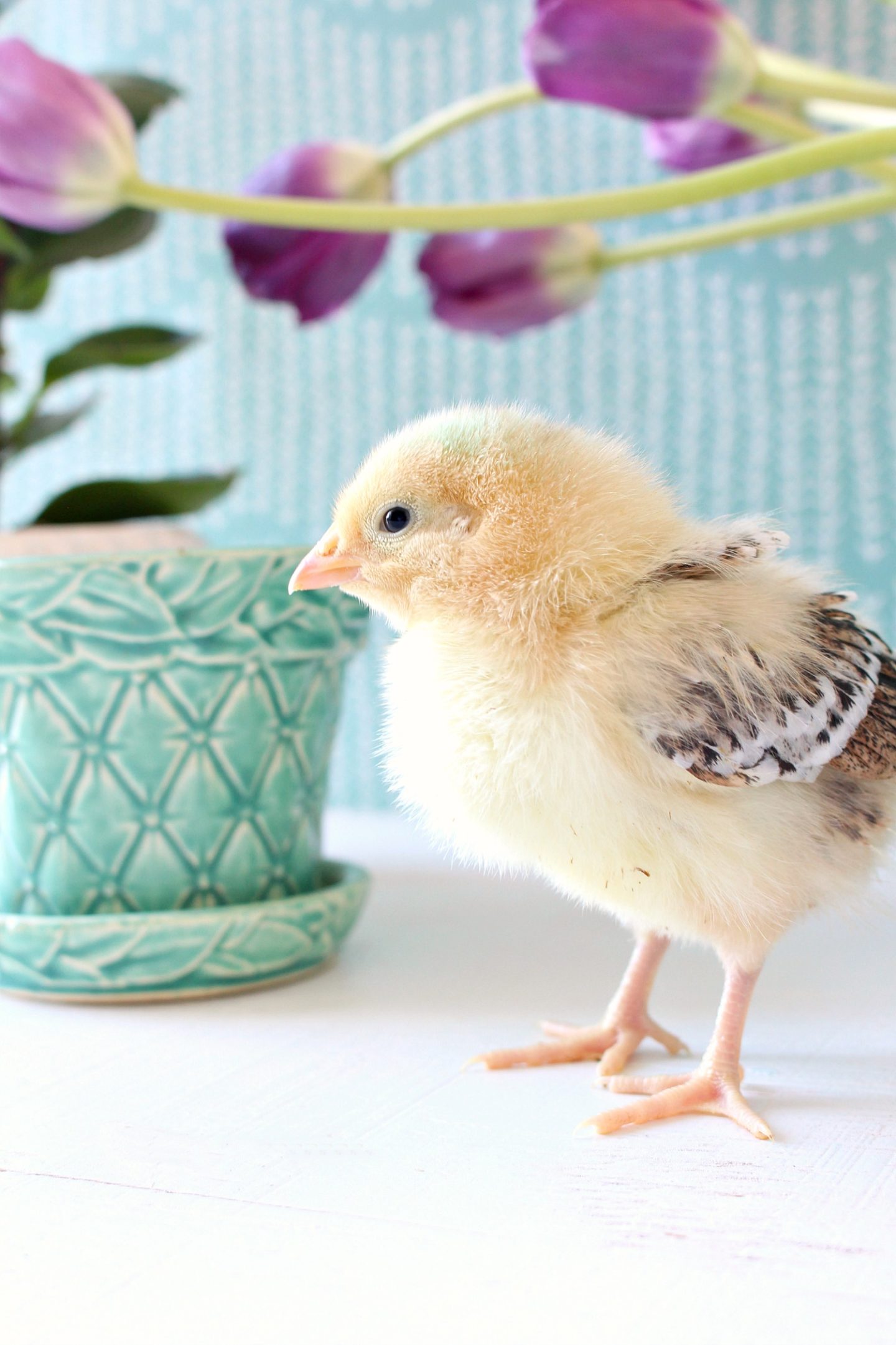 Sweet Yellow Chick Posing for Spring Chick Photos with McCoy Pottery