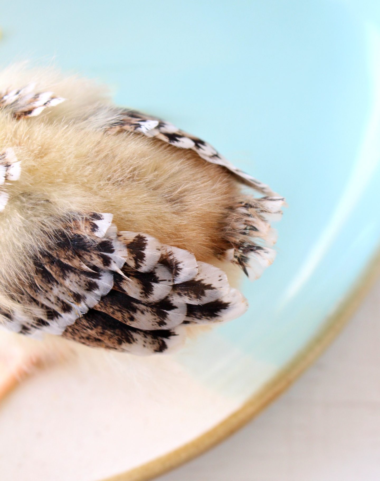 Baby Chick Growing Feathers