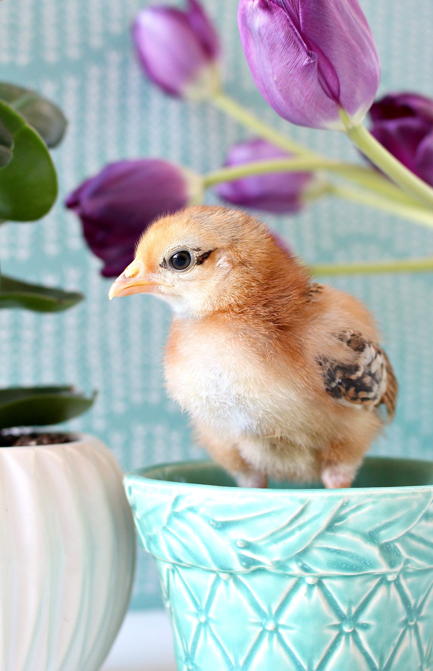Photos of Baby Chicks