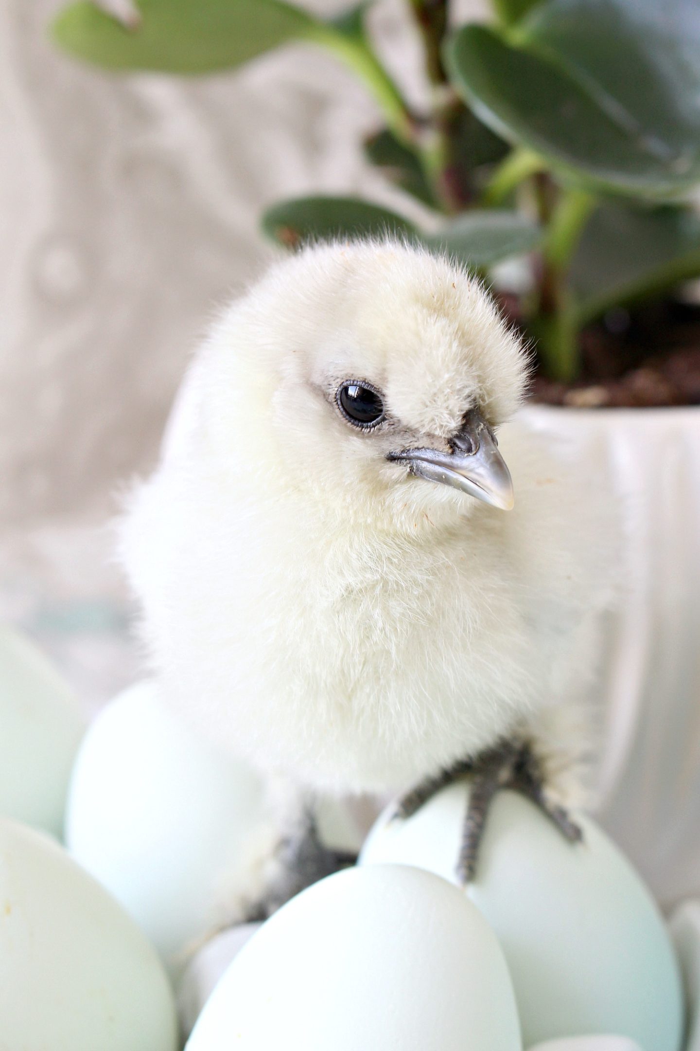 Splash Silkie Chick 