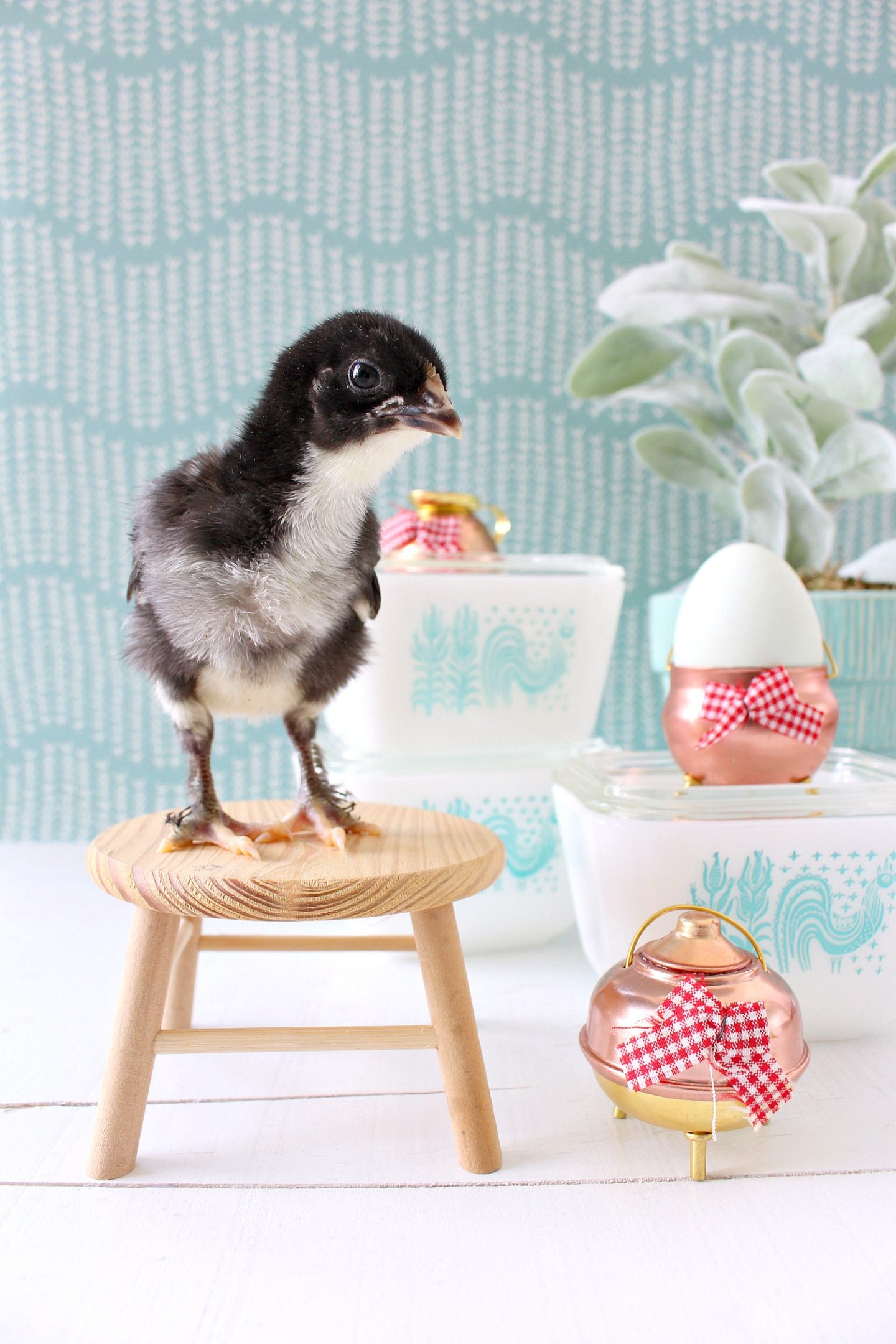 Black Copper Maran Chick