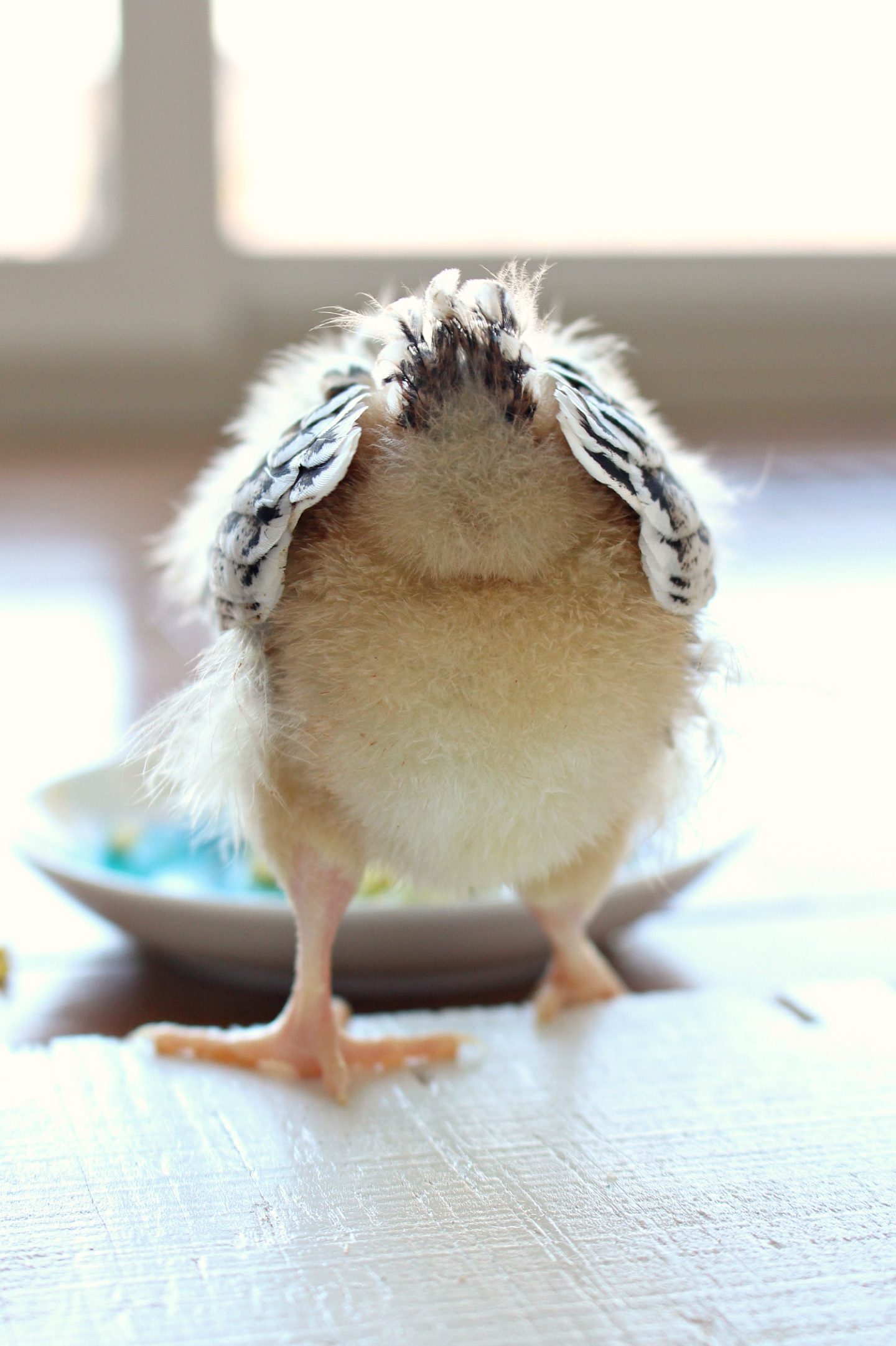 What's Up Chicken Butt