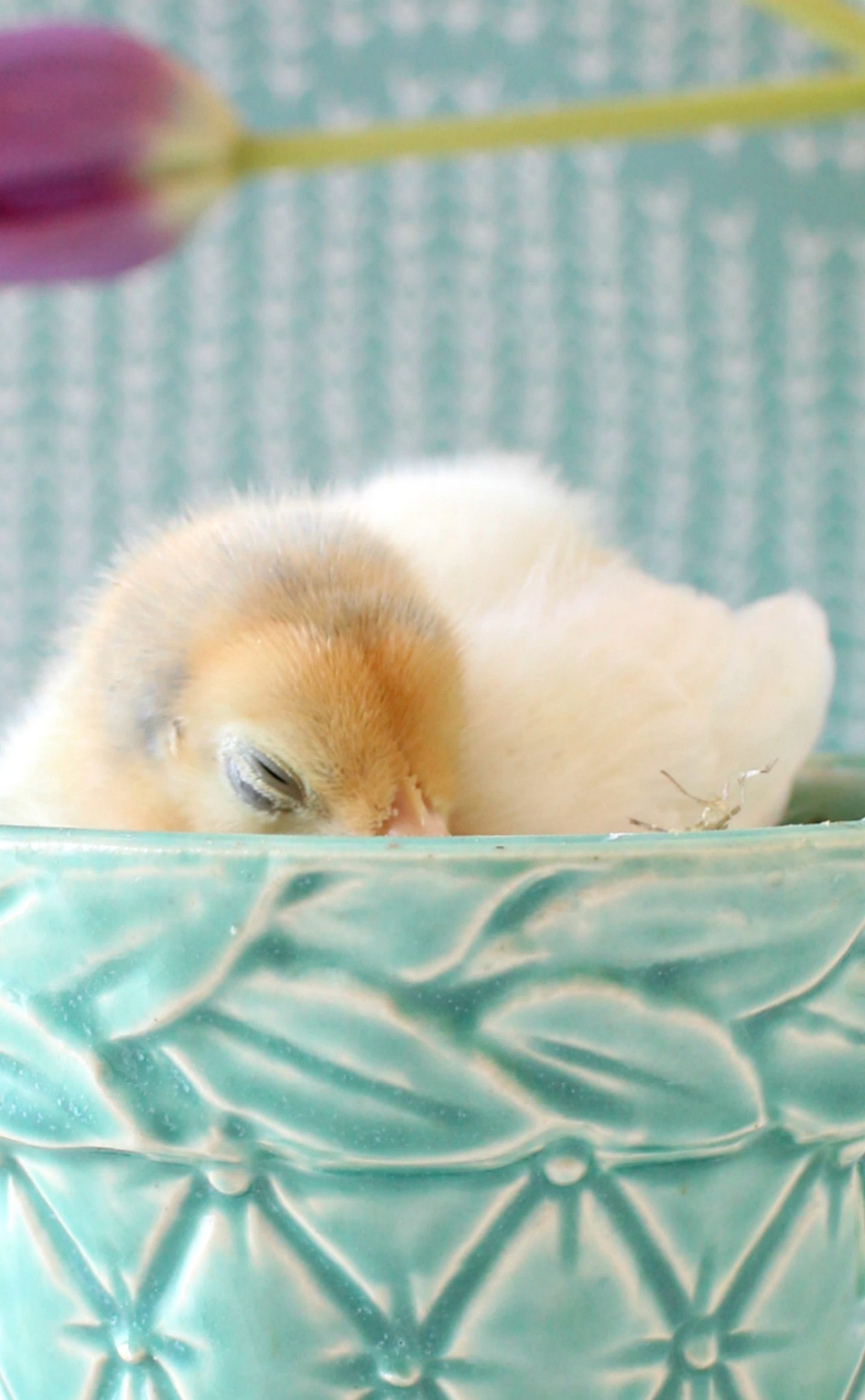 Chick Photos for Spring