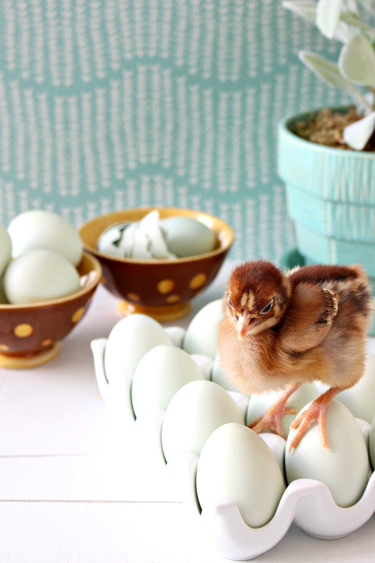 Baby Chicks for Spring