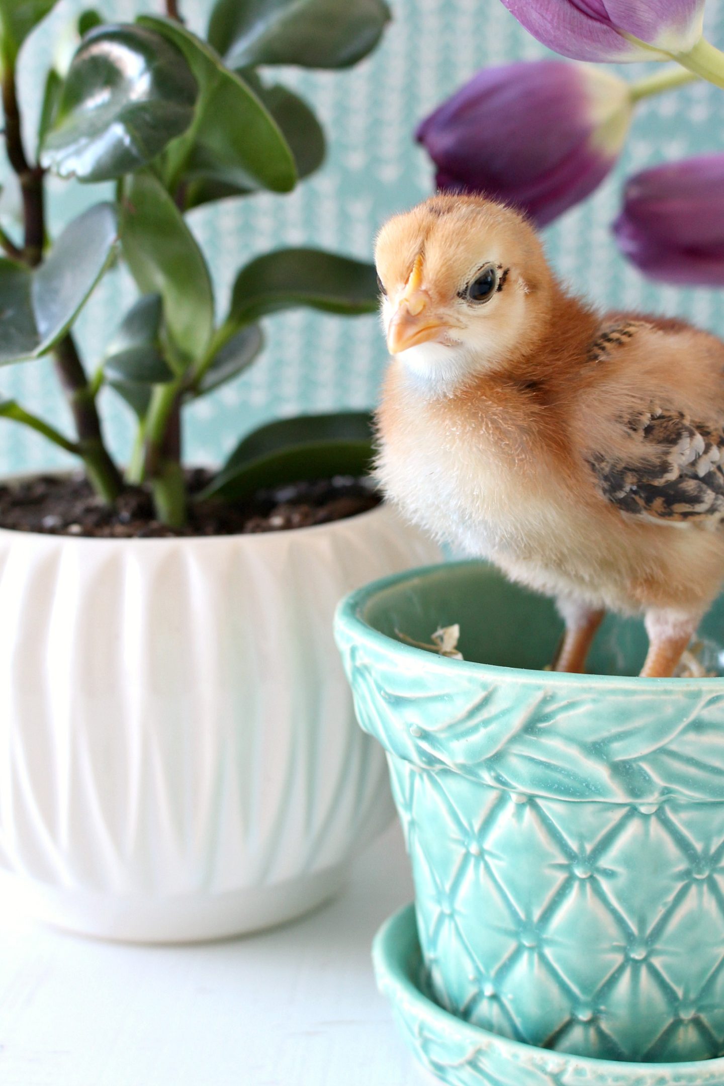 Spring Chick Standing in Turquoise Planter