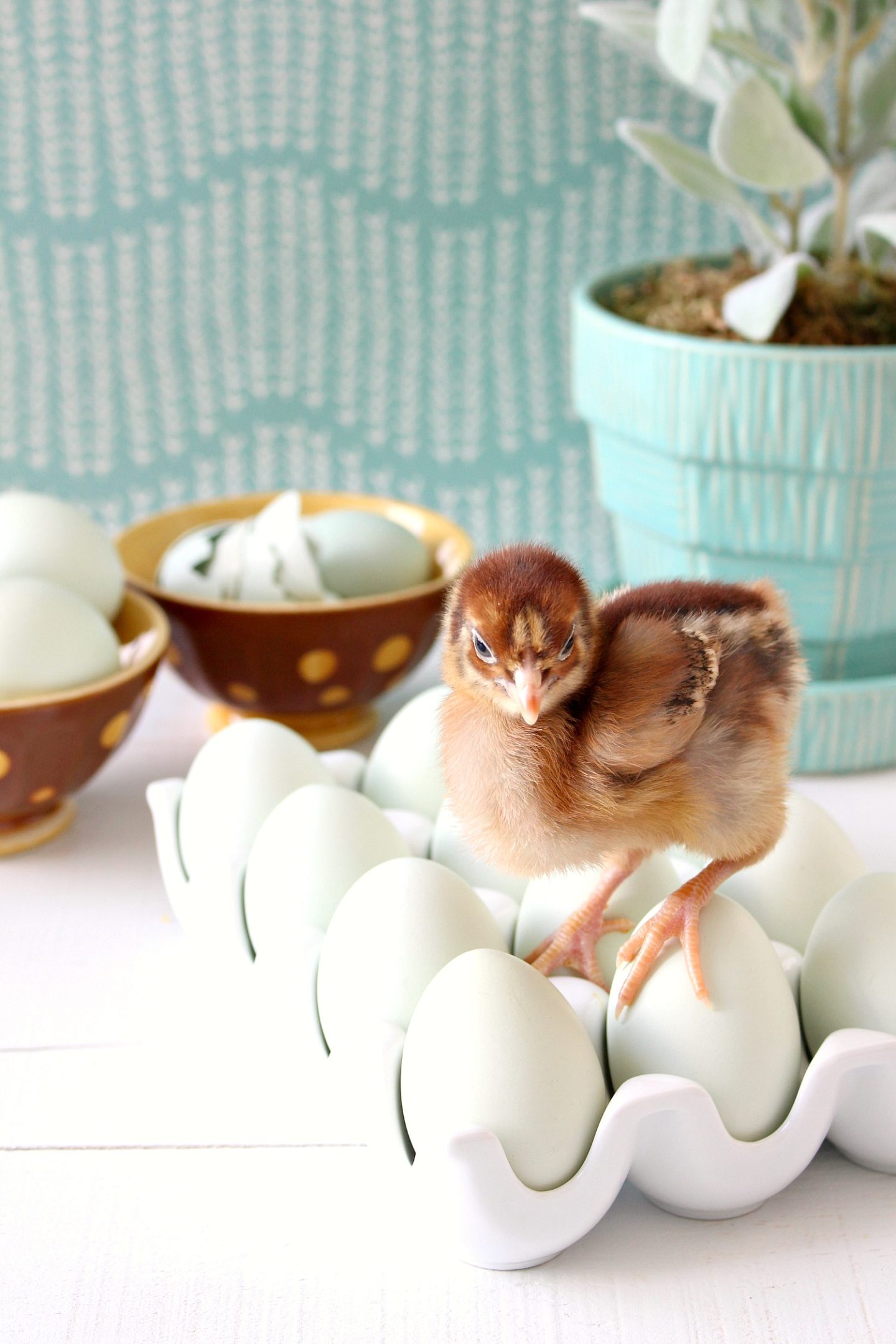 Spring Chick Photo Shoot