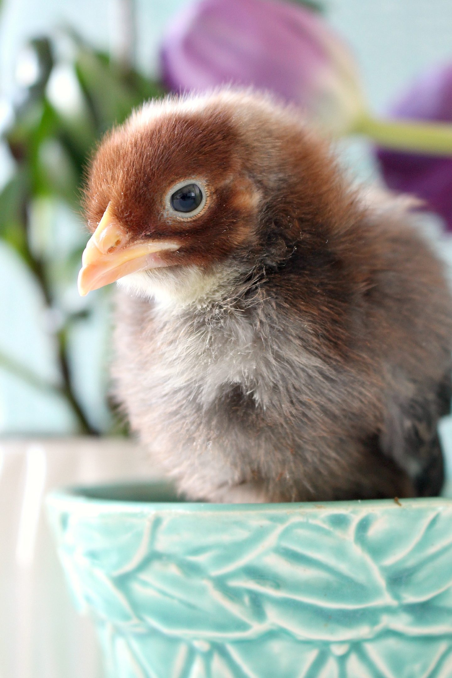 Chick Photo Shoot