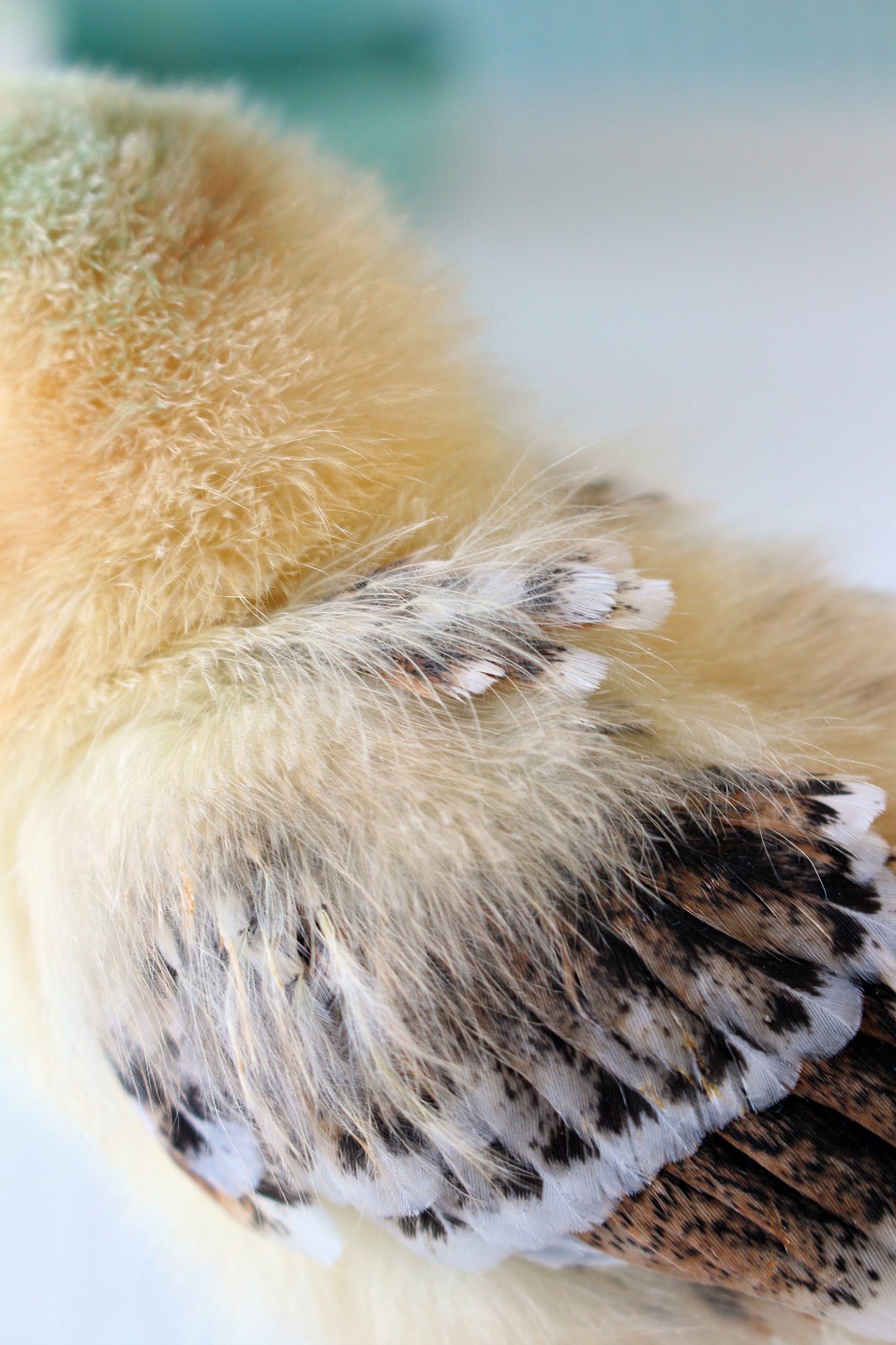 Baby Chick Growing Feathers