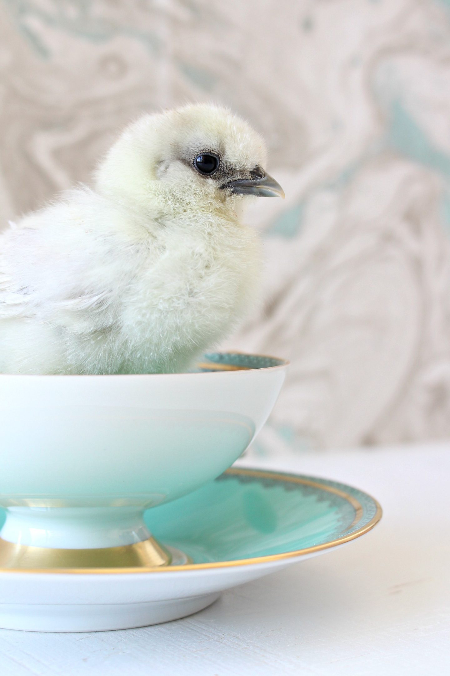Silkies in Tea Cups