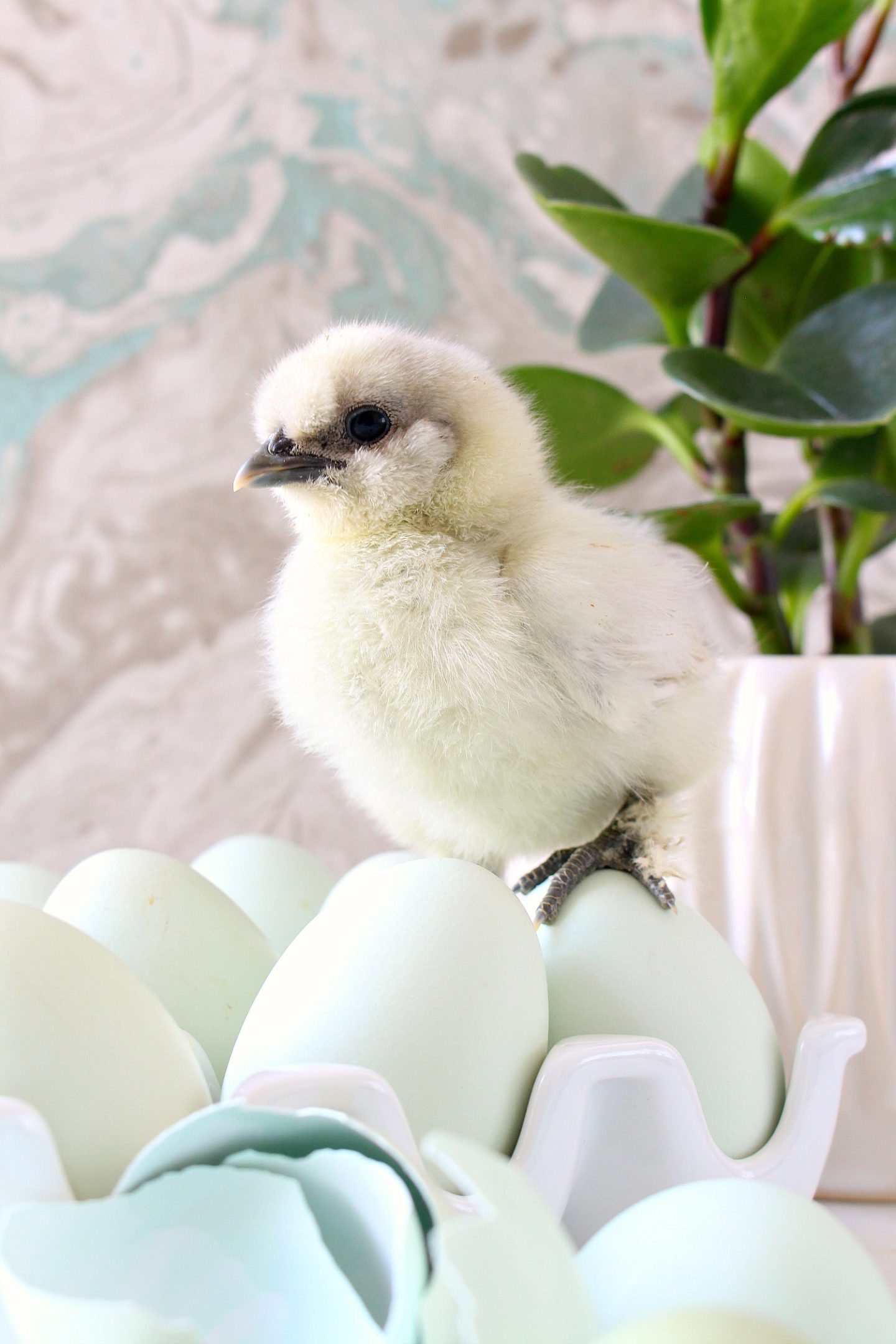 Silkie Chick Photos