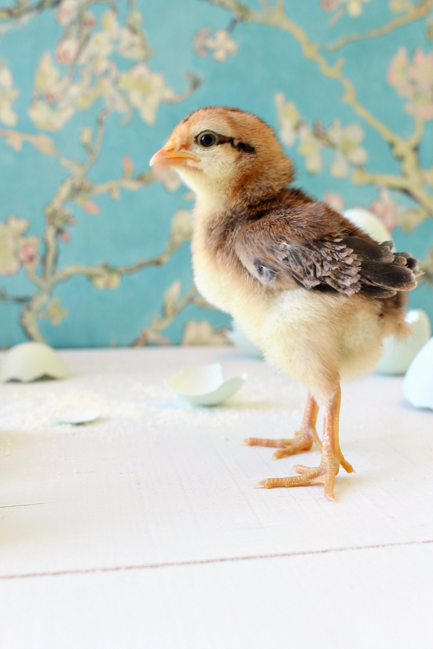 Spring Baby Chick Photos | We Got a New Batch of Chicks!