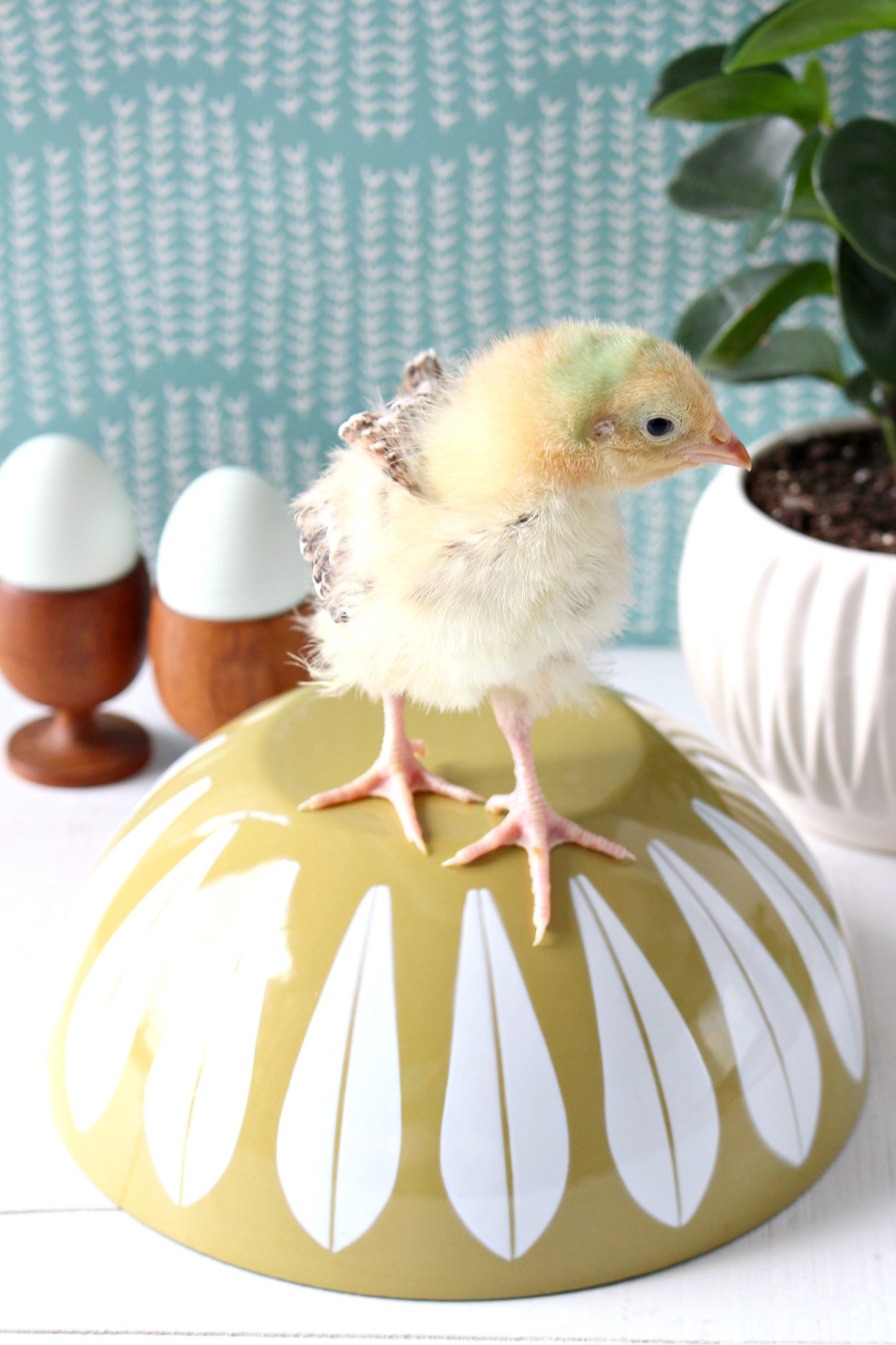 Baby Chicks for Spring