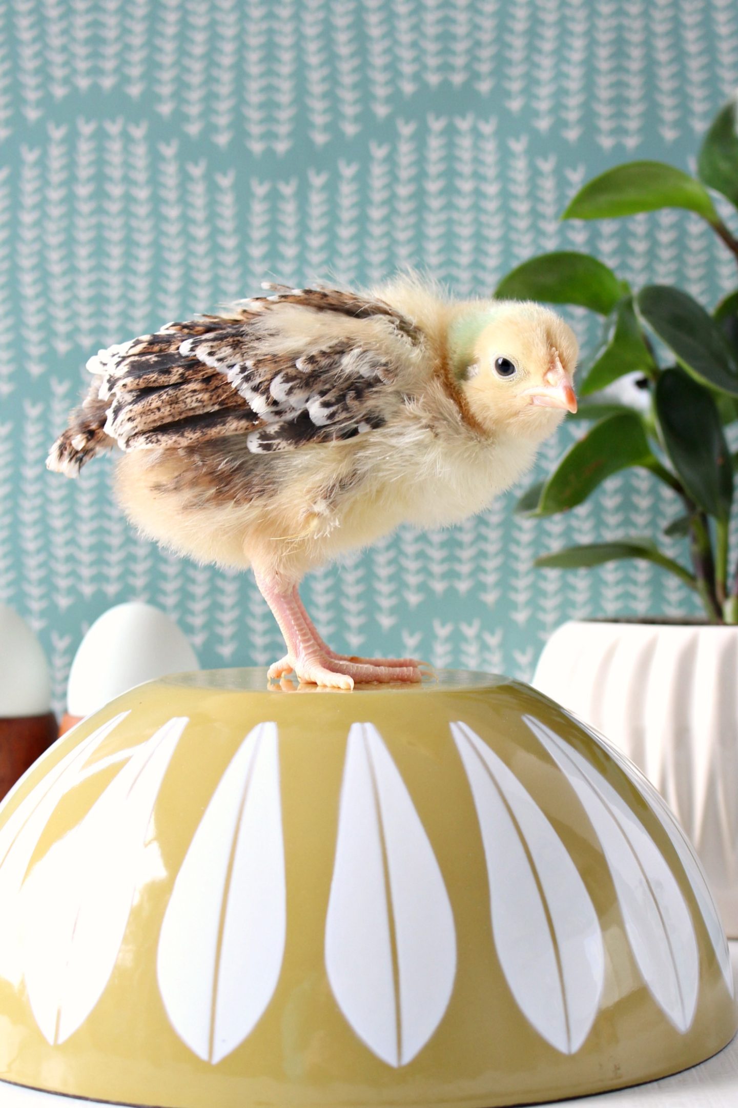 Chick Photo Shoot for Spring