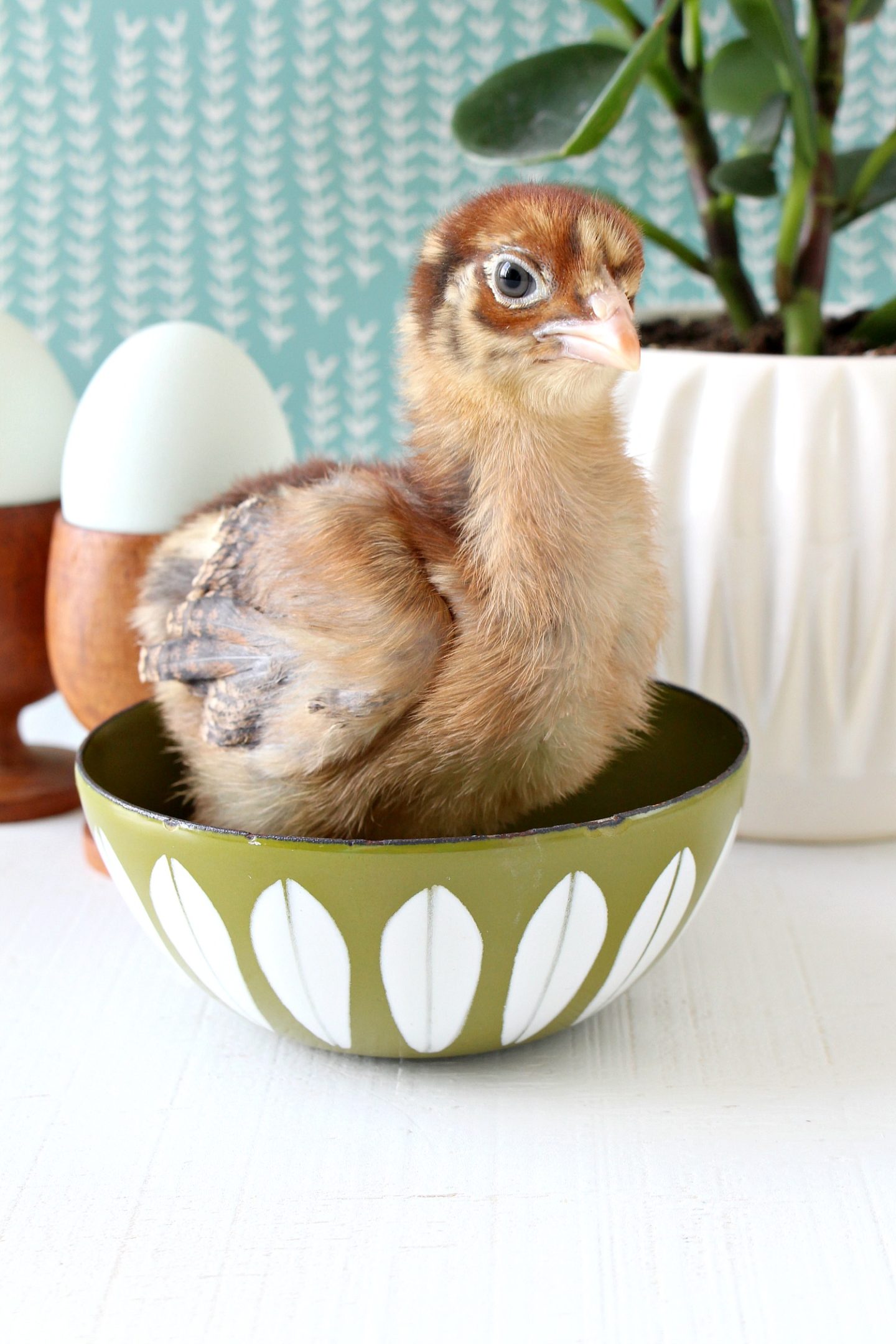 Photos of Chicks for Spring