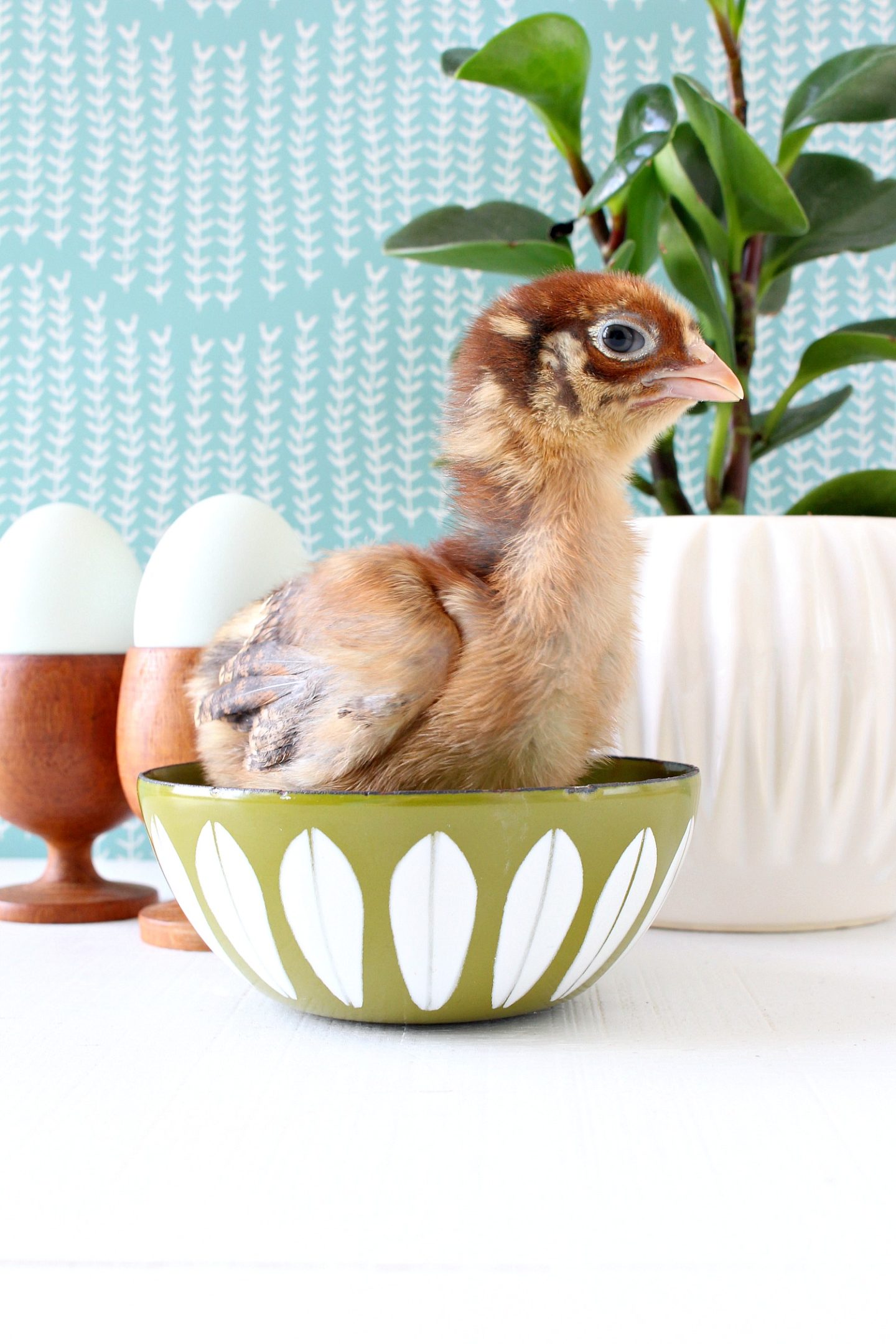 Baby Chicken in Cathrineholm Bowl