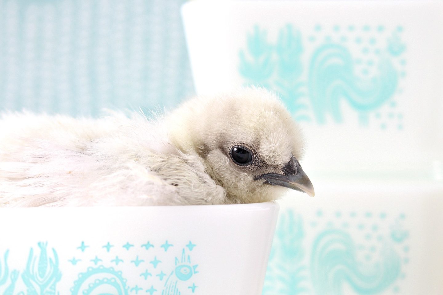 Baby Chicks in Butterprint Pyrex