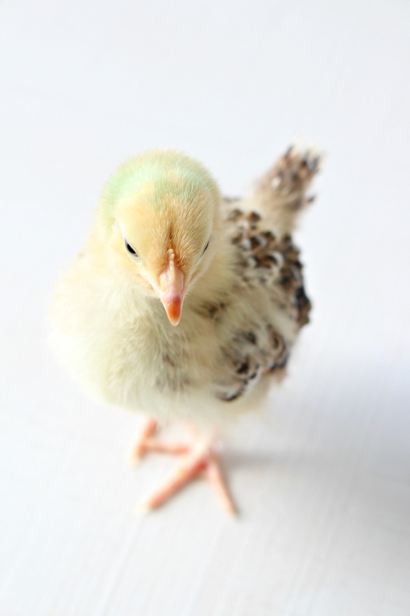 photos of baby chicks