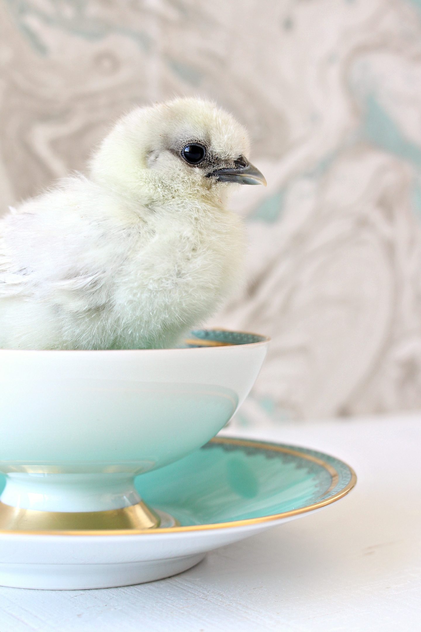 Splash Silkie Chicks