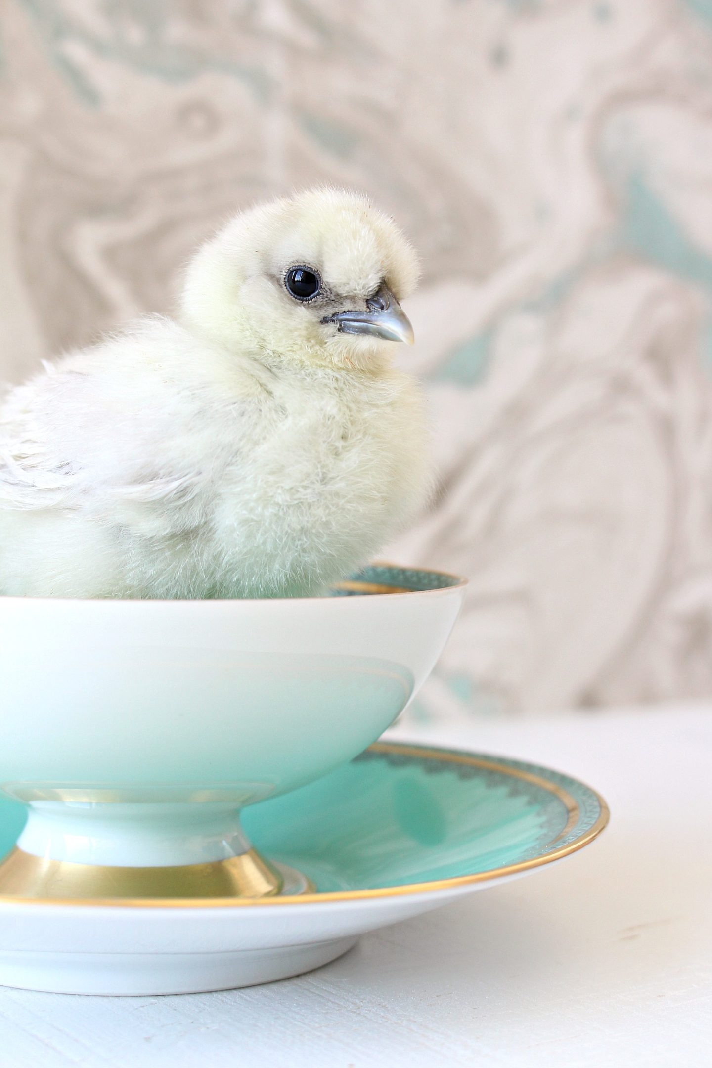 Adorable Chicks in Tea Cups