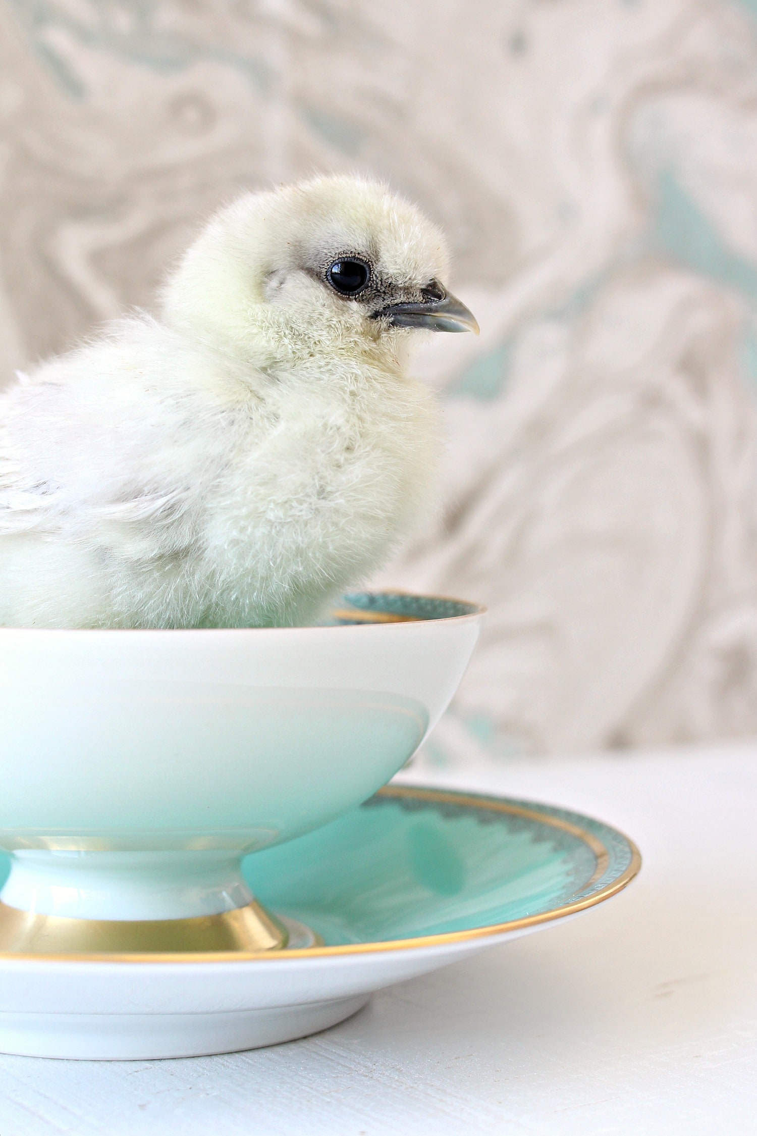 Baby Chicks Photo Shoot Vol. 2