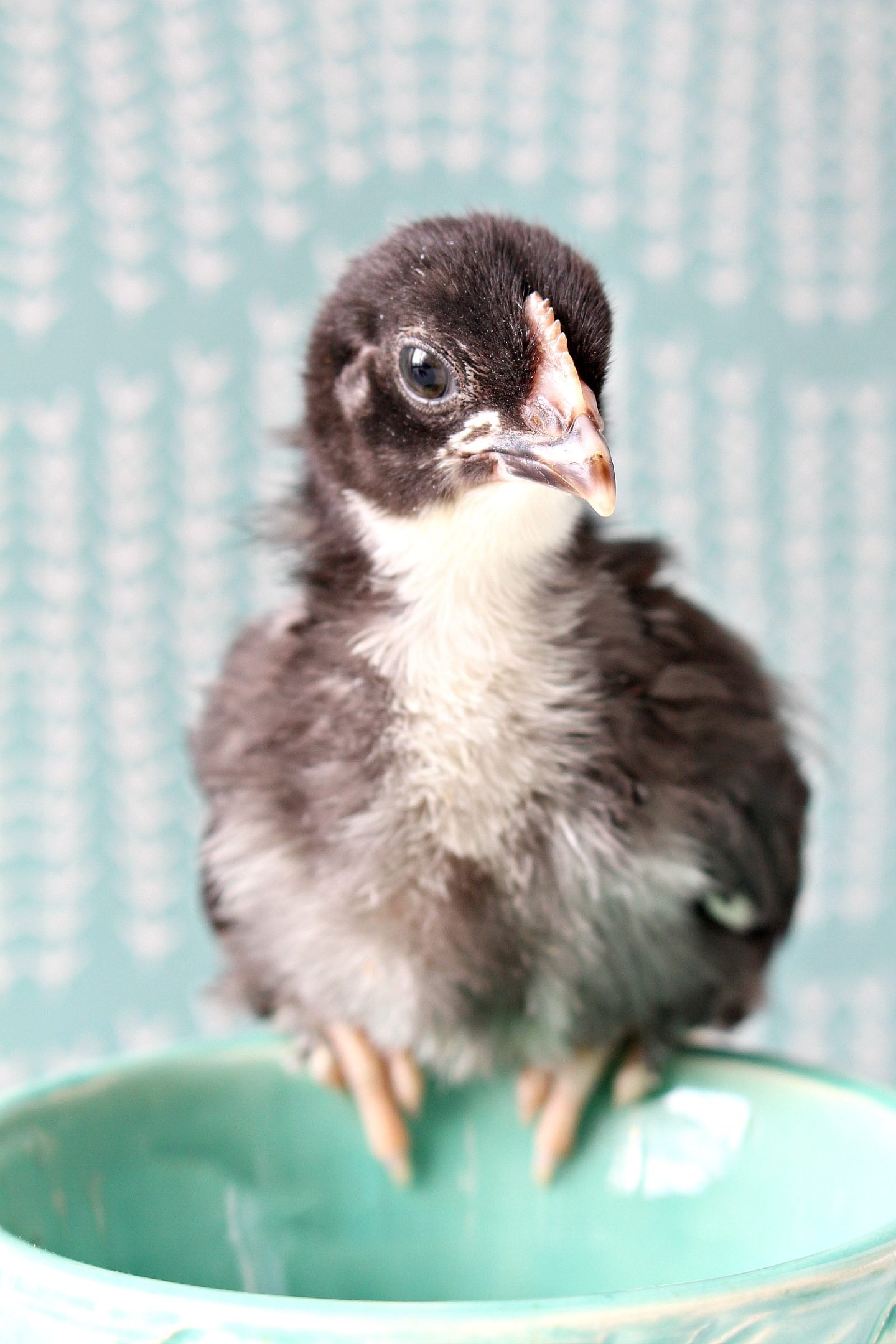 Black Copper Maran Chicks