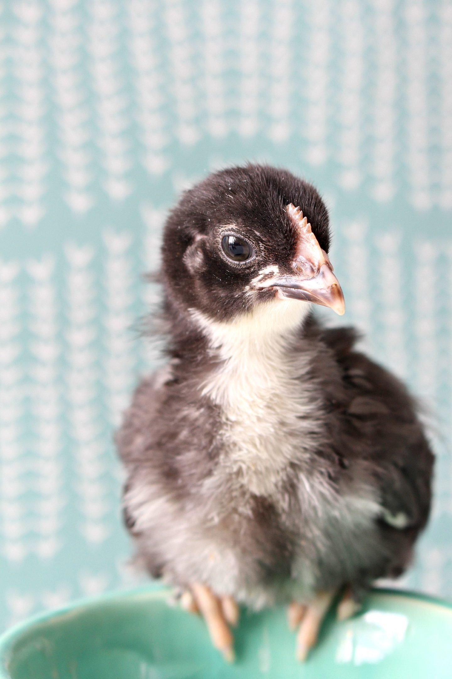 Black Copper Maran Chicks