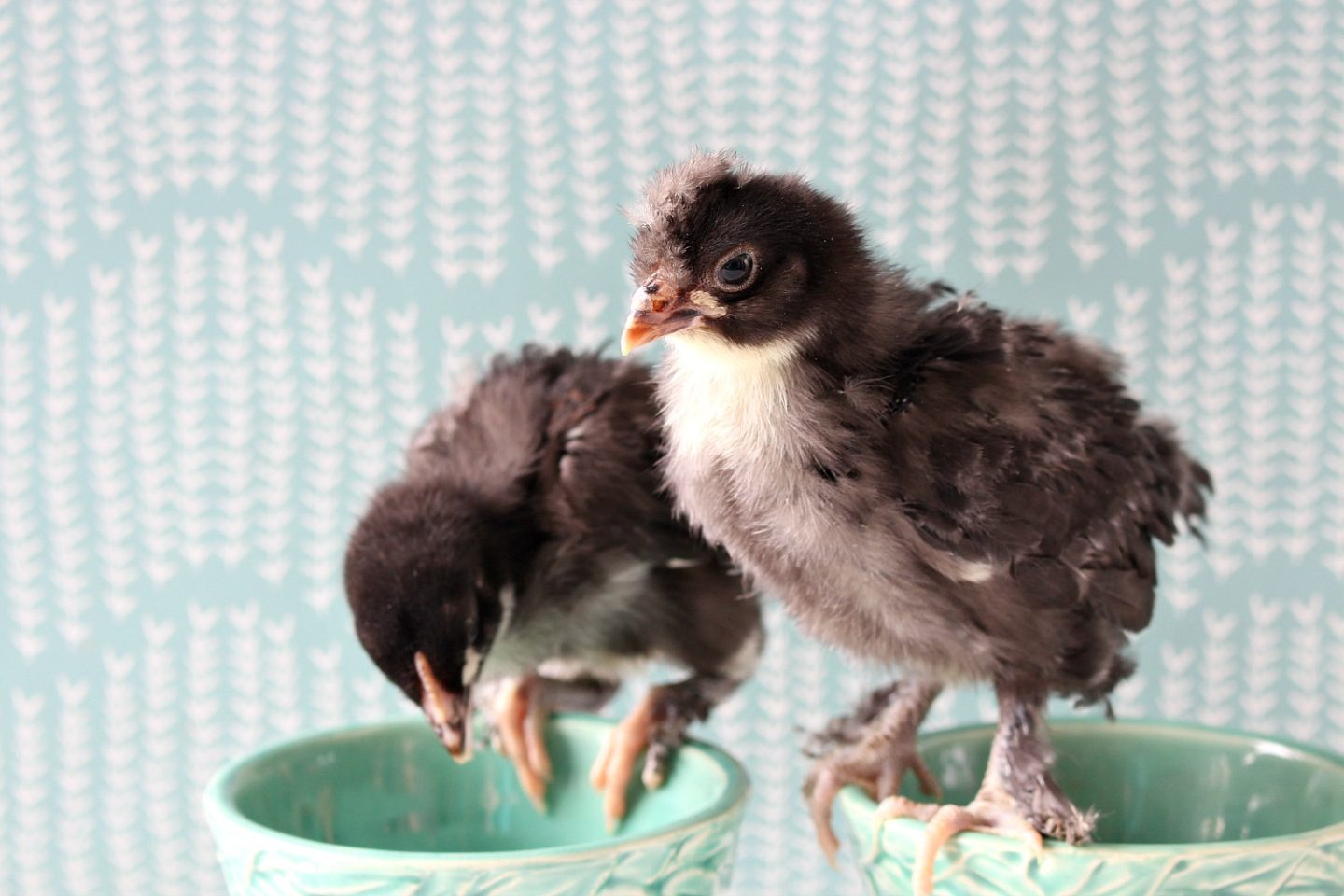 Black Copper Maran Chicks