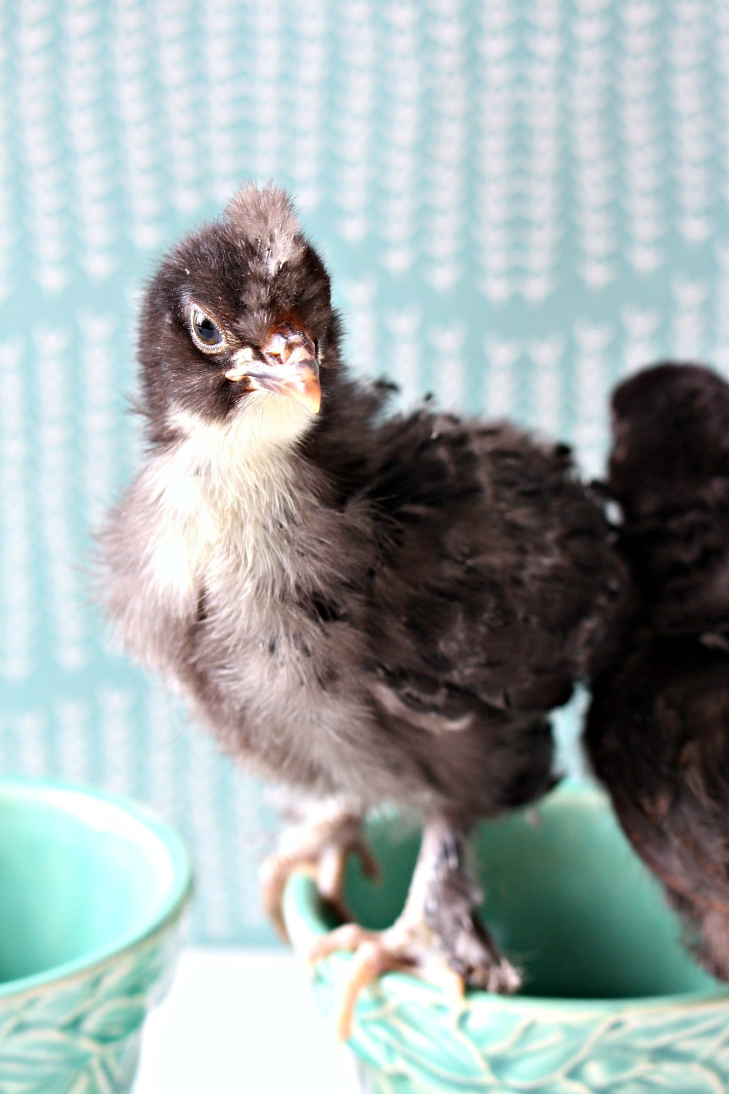 Black Copper Maran Chicks