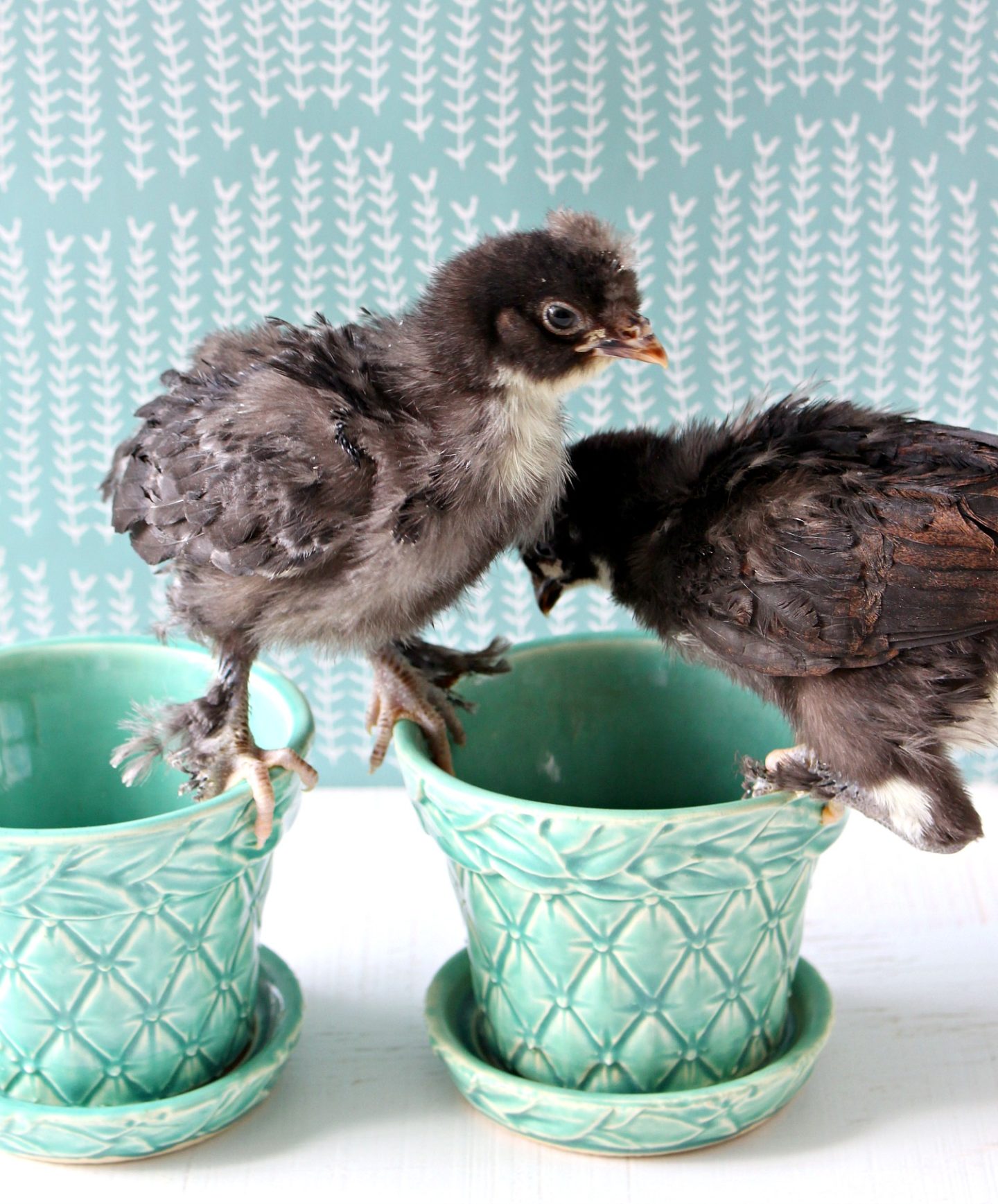 Copper Maran Chicks