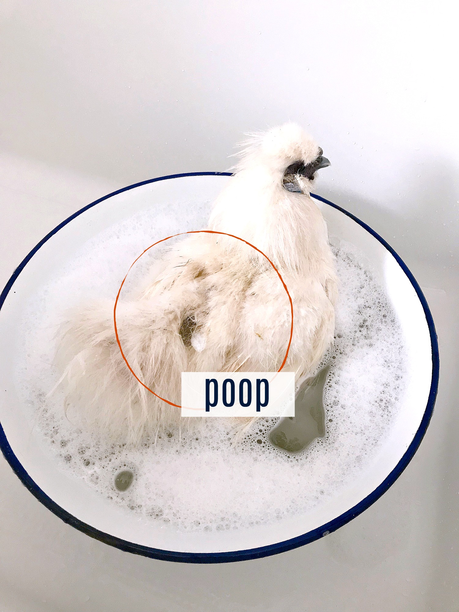Bathing Silkie Chickens