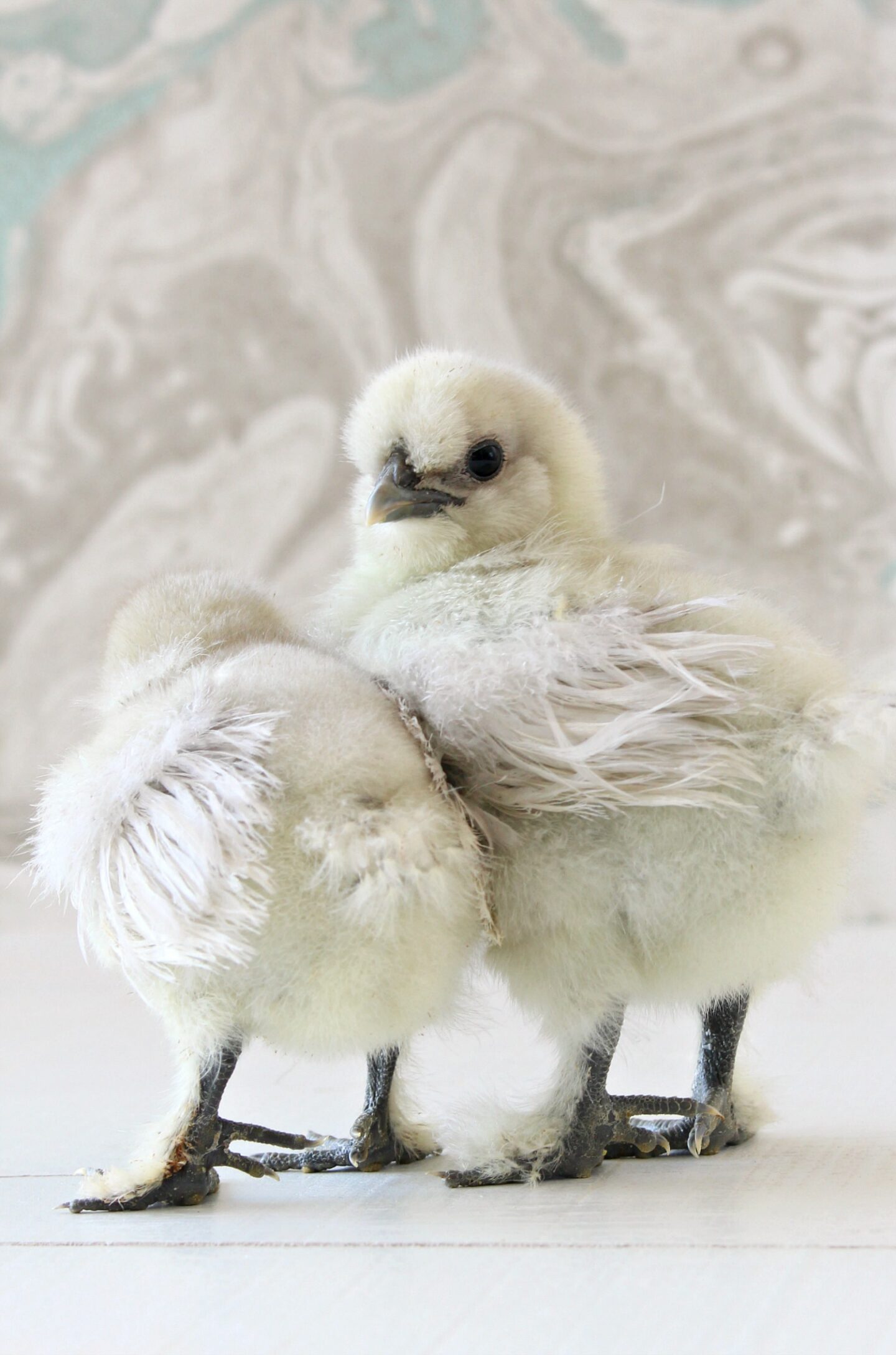 Splash Silkie Chicks